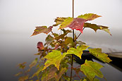 Droplet On A Maple